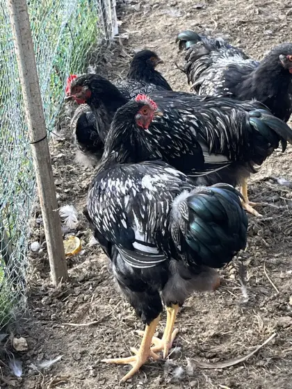 Barnevelder silberschwarz