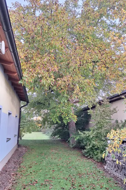Nussbaum verfügbar