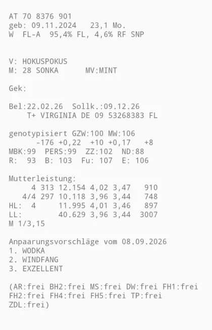 Trächtige Fleckvieh-Zuchtkalbin