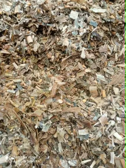 Maislage aus der Silagegrube