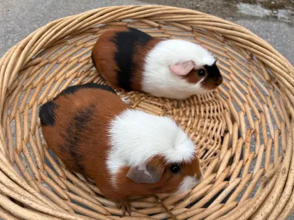 Crested Meerschweinchen