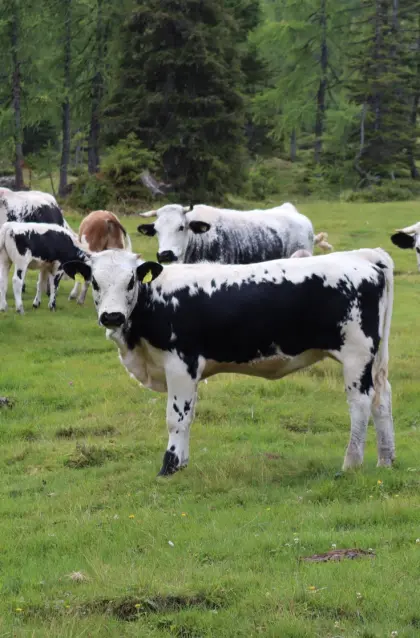 Pustertaler Sprinzen Kalb