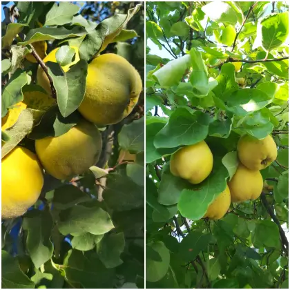 BIO, Apfel- und Birnenquitten
