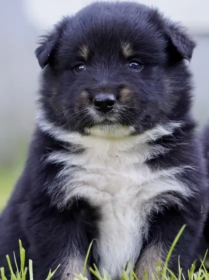Border Collie Welpen
