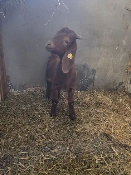 Kalahari Red Bock Kitz HB