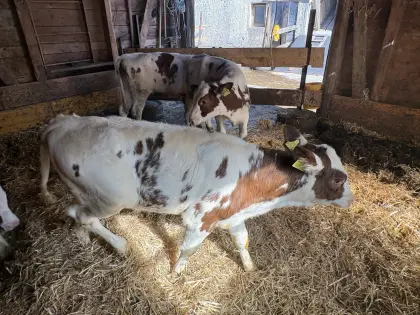 Bio-Zuchtkälber, weiblich