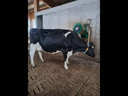 HF-Kuh zu verkaufen