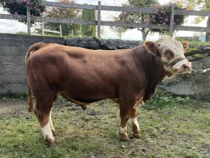 Fleckvieh-Fleisch Zuchtstier