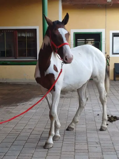 Pintowallach „Mr. Salvador“