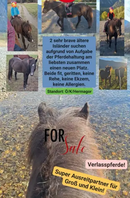 2 ältere Isländer, geritten