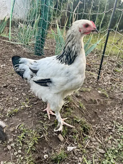 Mix-Hahn, Marans, Brahma, Hahn, Huhn, Henne, Hühner, Küken
