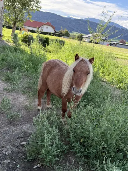 Mini-Shetty-Hengst