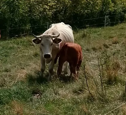 Mutterkuh (FV x WBB) mit Kalb (AN)