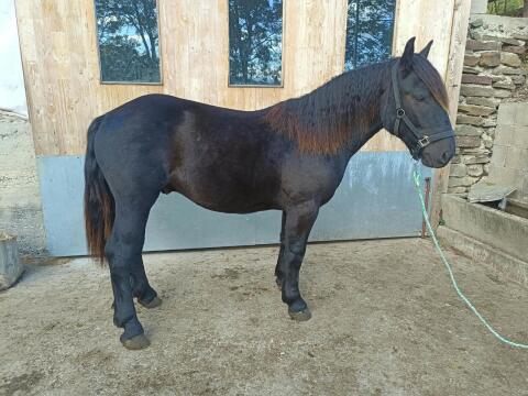 Noriker Hengst