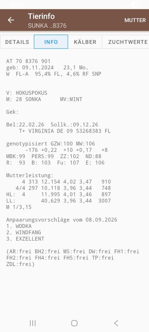 Trächtige Fleckvieh-Zuchtkalbin