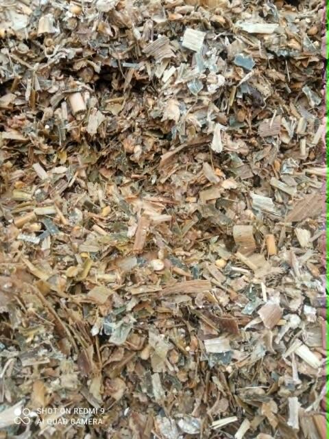 Maislage aus der Silagegrube