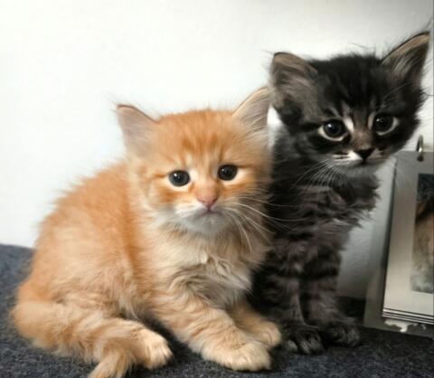 Knutschkugeln Kater