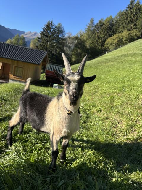 Passeirer Gebirgsziegenbock