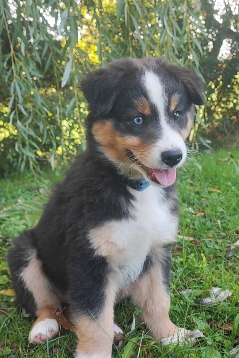 Australian Shepherd Welpen