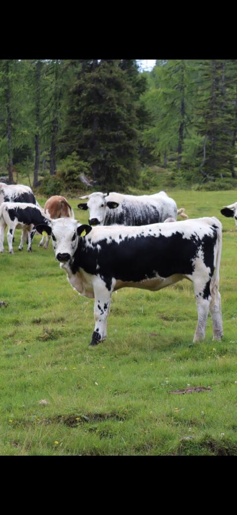 Pustertaler Sprinzen Kalb