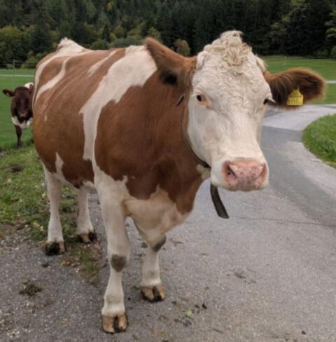 Trächtige Bio-Fleckviehkuh