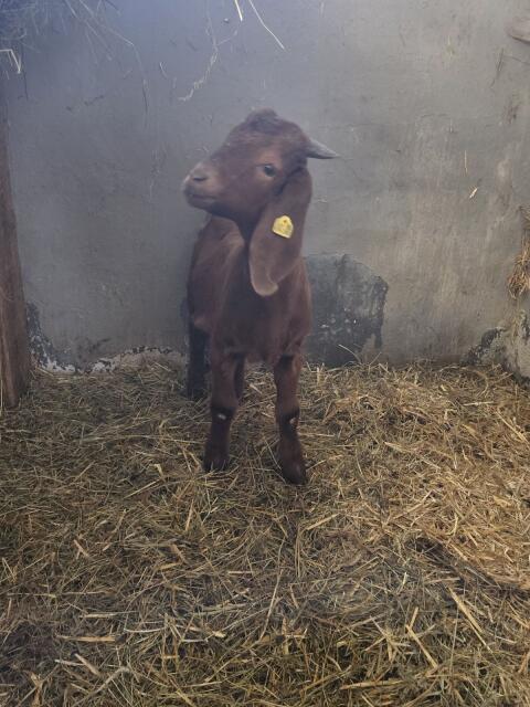 Kalahari Red Bock Kitz HB