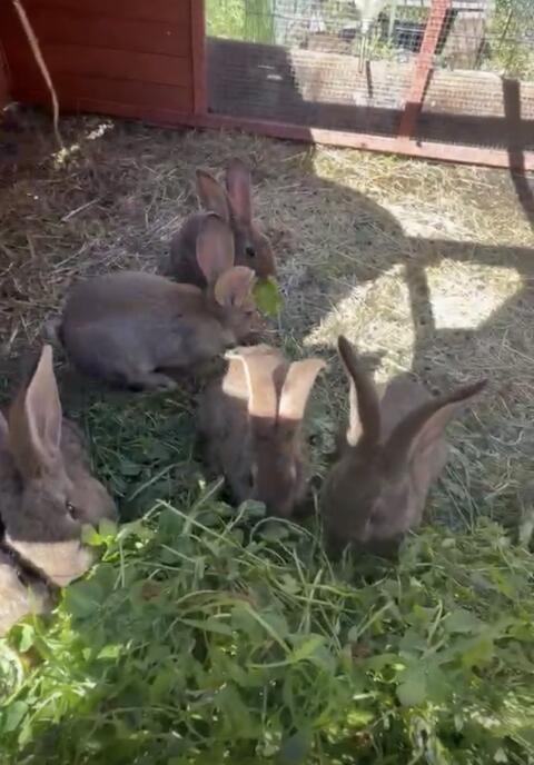 Verkaufe Riesenkaninchen