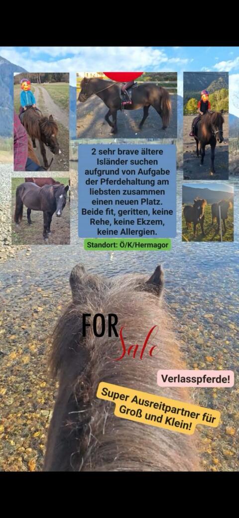 2 ältere Isländer, geritten
