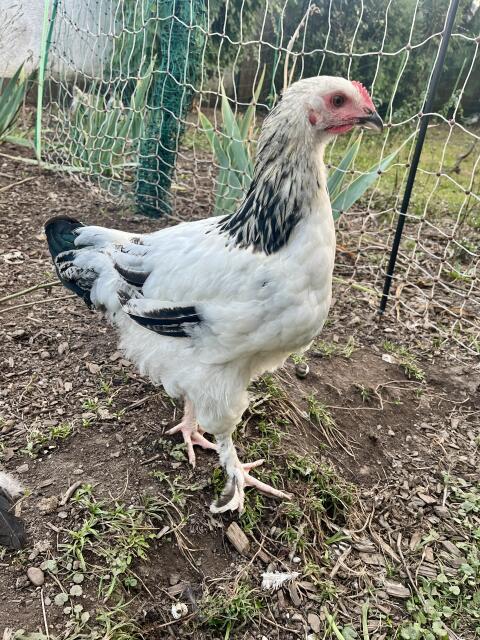 Mix-Hahn, Marans, Brahma, Hahn, Huhn, Henne, Hühner, Küken