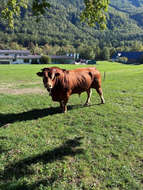 Reinrassiger Limousin-Zuchtstier (Pp)