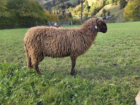 Braune Bergschafwidder