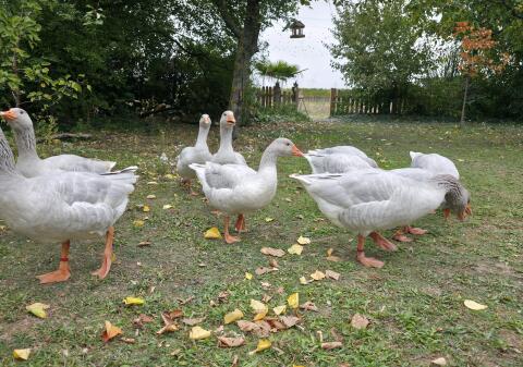 Fränkische Landgänse