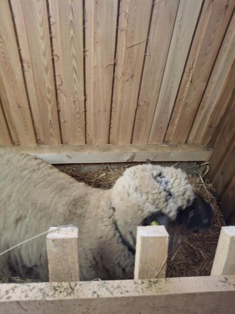 Shropshire Schafbock
