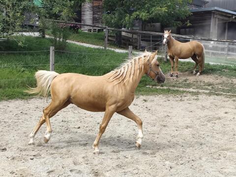 2-jähriger Ponywallach