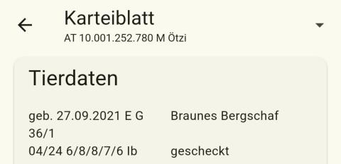 Kugelscheckiger HB Bergschafwidder