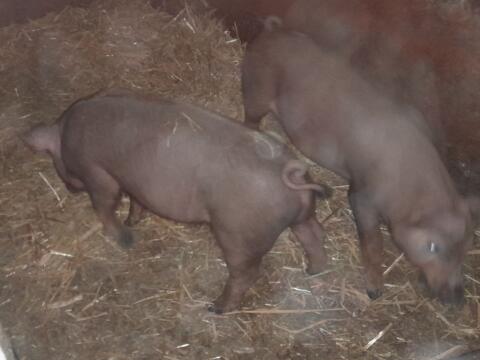 2 Stk. Duroc-Ferkel