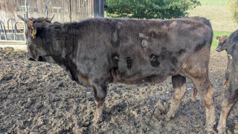 Wagyu-Färse Bio