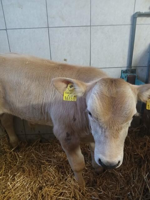 Stierkalb