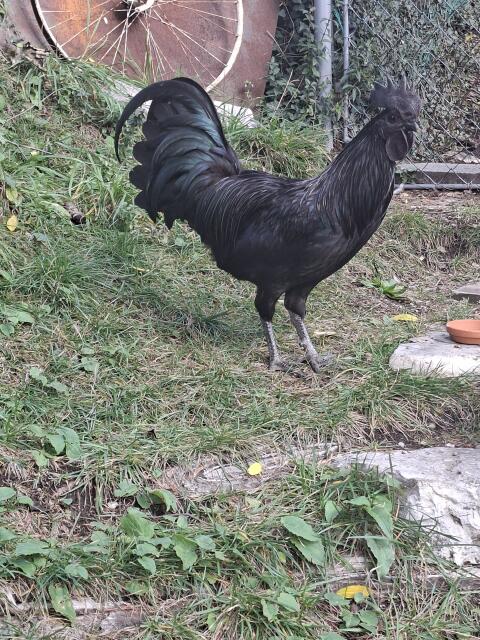 Ayam Cemani Hahn