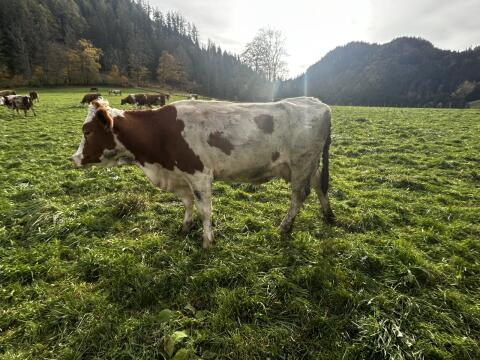 Bio-Mutterkühe