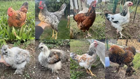 Hahn, Huhn, Henne, Hühner, Küken