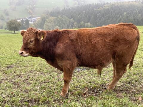 Bio-Limousin-Stier