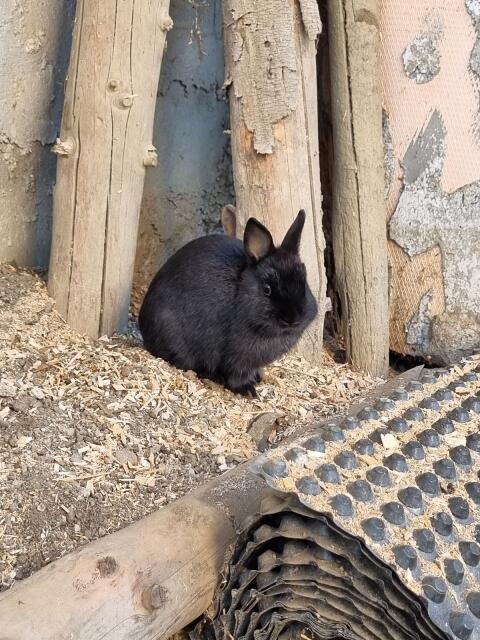 Farbenzwerg-Kaninchen
