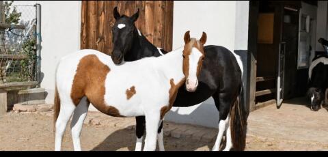 Paint Horse Stute