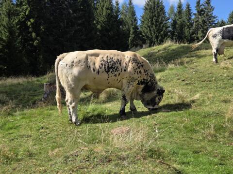 Pustertaler Sprinzen-Stier