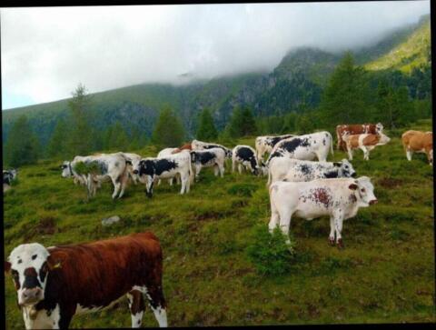 Suche Alm