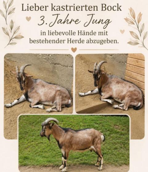 Kastrierter Ziegenbock (klein)