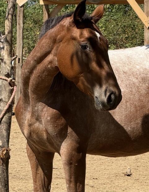 Appaloosa-Stute