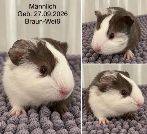 Meerschweinchen-Böckchen