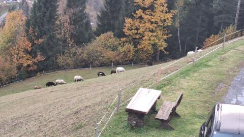 BIO-Mutterschafe zu verkaufen.